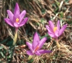 Quitameriendas (Merendera bulbocodium) spring from the earth in the Spanish Pyrenees